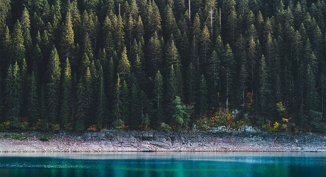 Forest lake. Photo:  Pavel Marianov, Unsplash